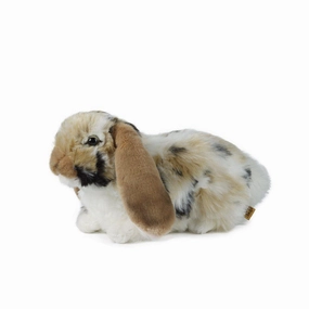 Brown Dutch Lop Ear