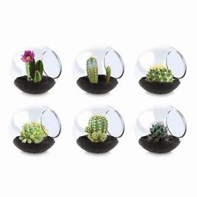 Cactus Tiny Terrarium Asst.