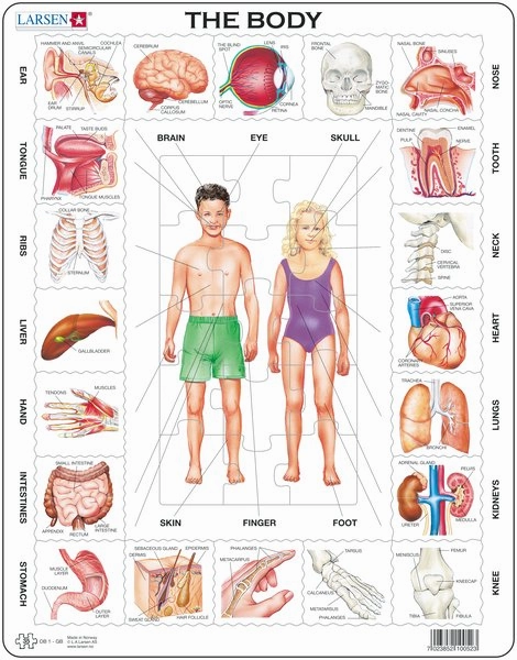 Larsen The Body Frame Tray Puzzle