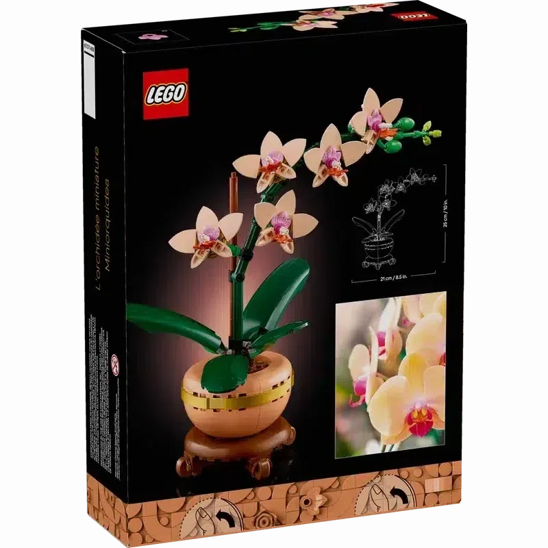 Mini Orchid