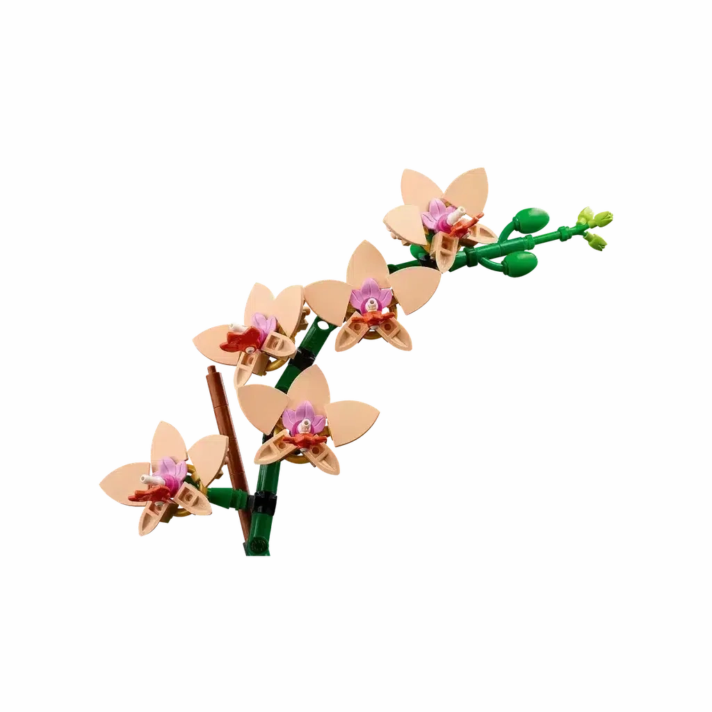 Mini Orchid