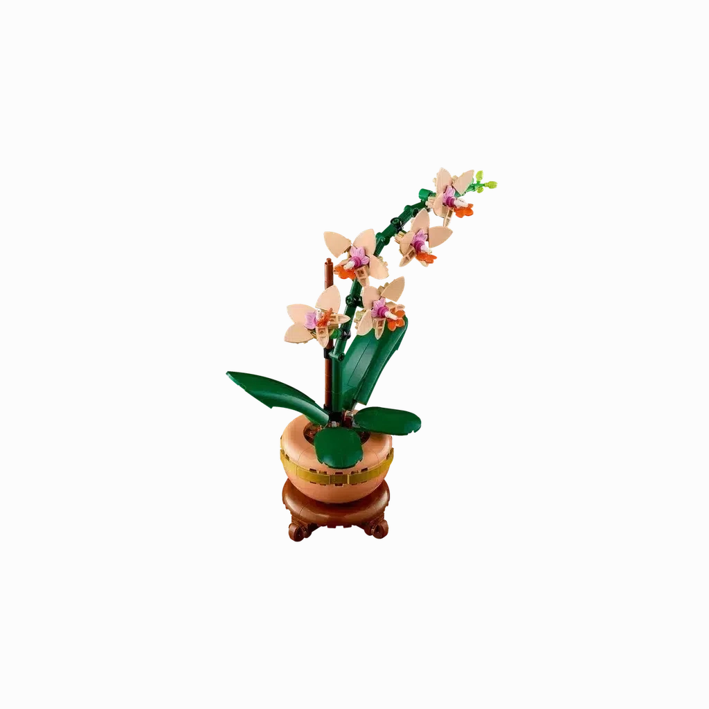 Mini Orchid