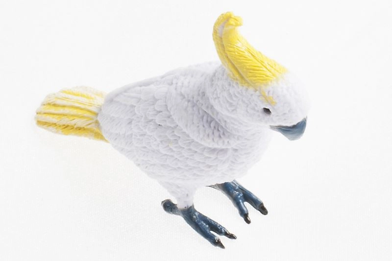 Sulphur Crested Cockatoo